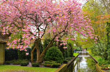 10 JAPANESE FLOWERING CHERRY Tree Oriental Prunus Serrulata Flower Seeds